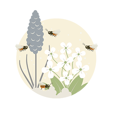 Pollinisation