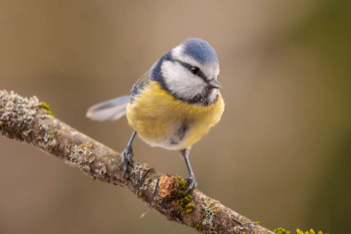 Wildbiene + Partner AG