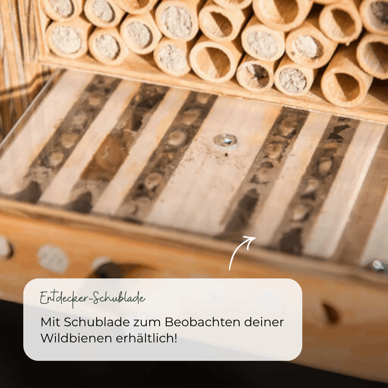 
                  
                    Kit BeeSummer : Nos best-sellers pour une biodiversité maximale
                  
                