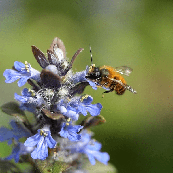 
                  
                    Beegnette 2026 - créer un espace de vie
                  
                