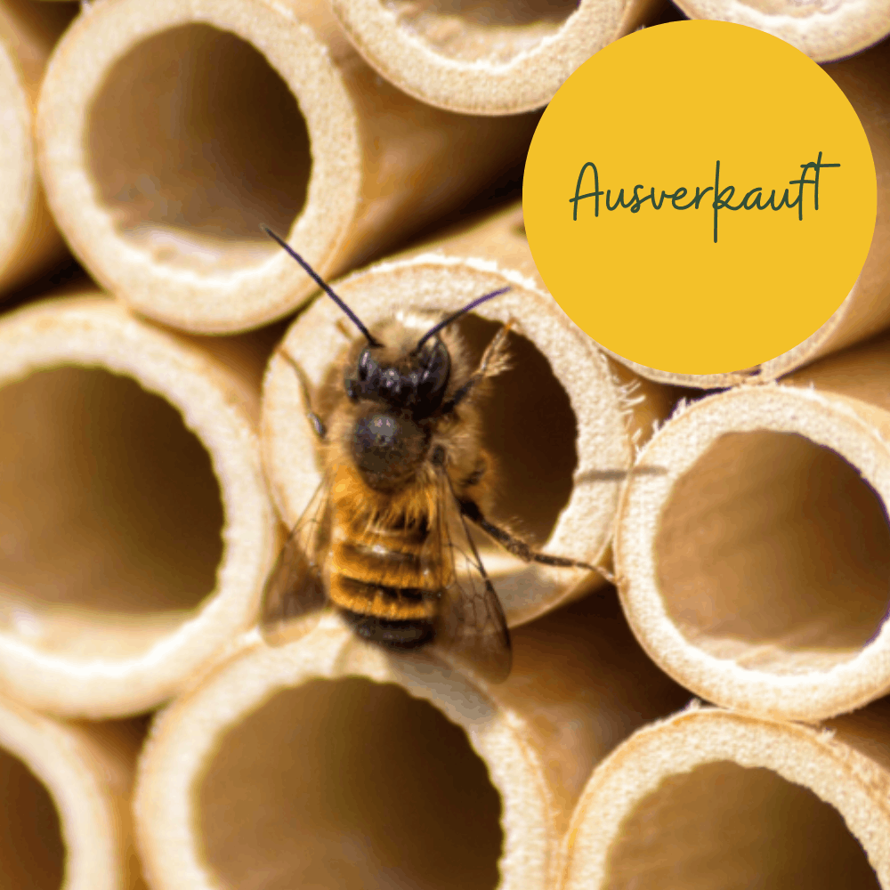 
                  
                    Cocons d’abeilles maçonnes – abeille maçonne rousse
                  
                