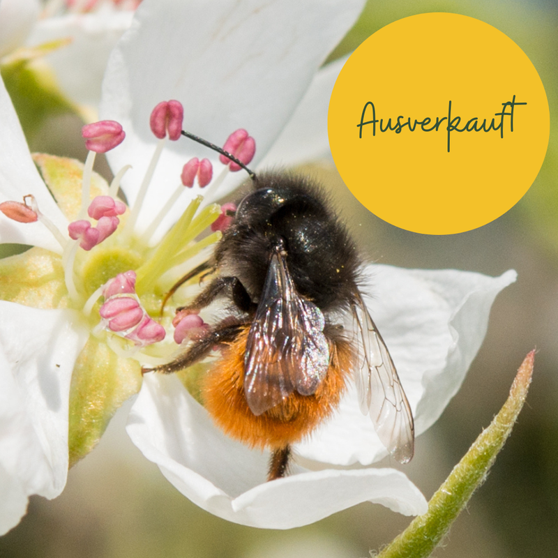 Cocons d'abeilles maçonnes - Abeille maçonne cornue