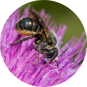 Chardon Abeille maçonne