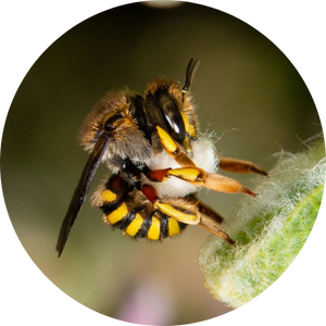 Abeille laineuse de jardin