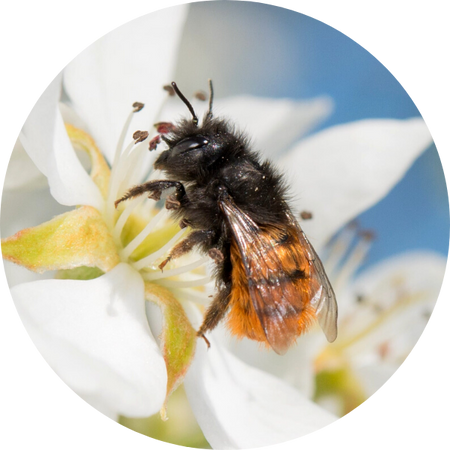 Abeille maçonne à cornes