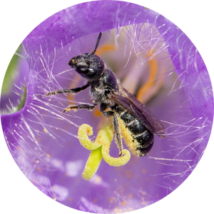 Abeille Ciseaux Bluebell