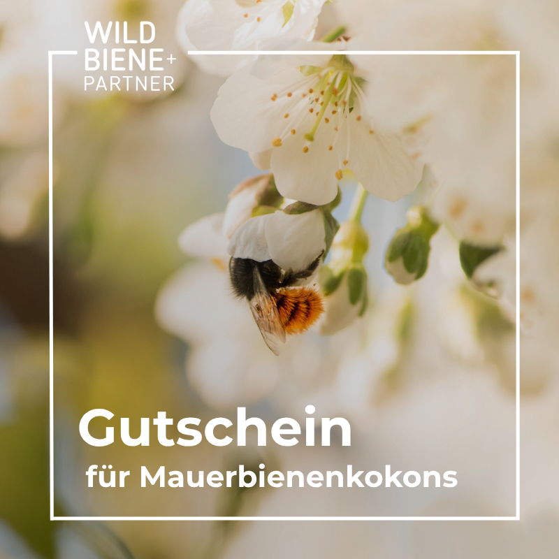 Bon pour des cocons d'abeilles maçonnes