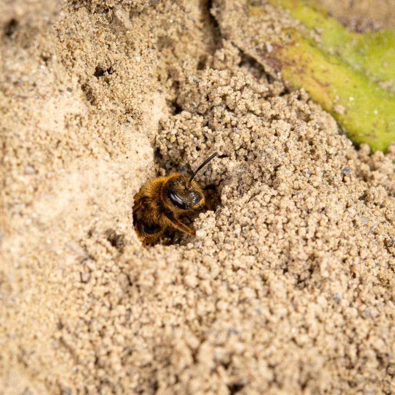 
                  
                    Beegnette 2026 - créer un espace de vie
                  
                