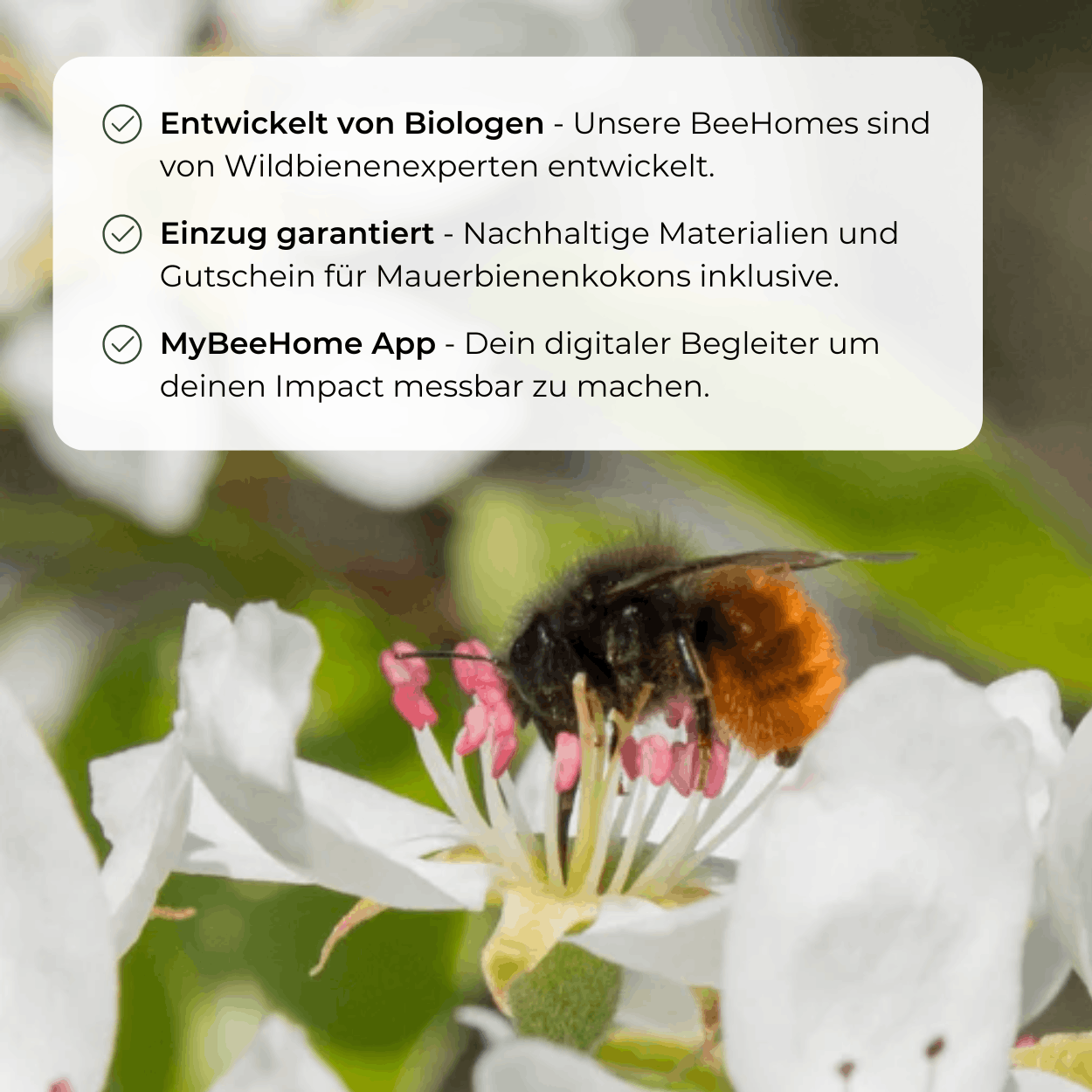 
                  
                    Kit BeeSummer : Nos best-sellers pour une biodiversité maximale
                  
                