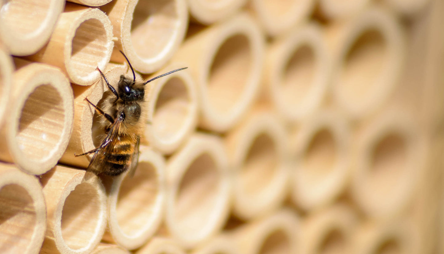 Wildbiene + Partner AG