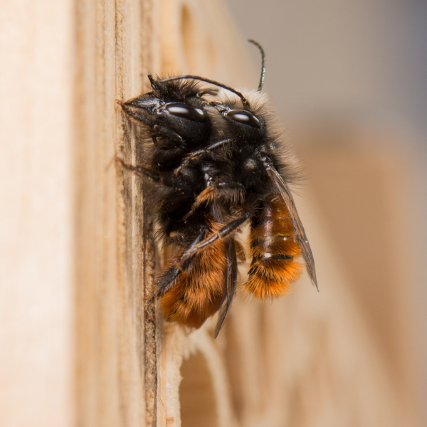 
                  
                    BeeHome Observateur
                  
                