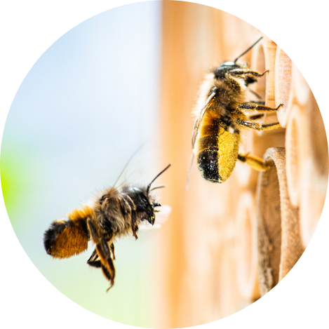 4. Observe les abeilles bourdonnantes