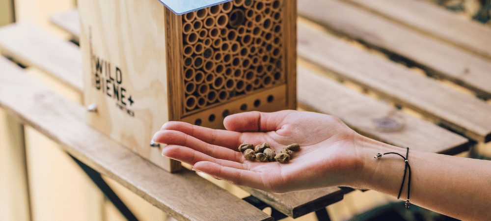 Mauerbienenkokons auf der Hand mit Bienenhotel im Hintergrund