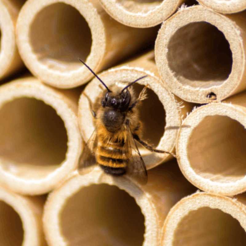 Abeille maçonne rouillée