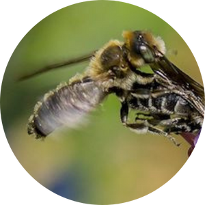 Adderhead Mason Abeille