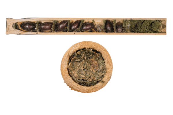 Wildbienen in der Schweiz: Nest und Nistverschluss von Distel-Mauerbiene (Osmia leaiana)