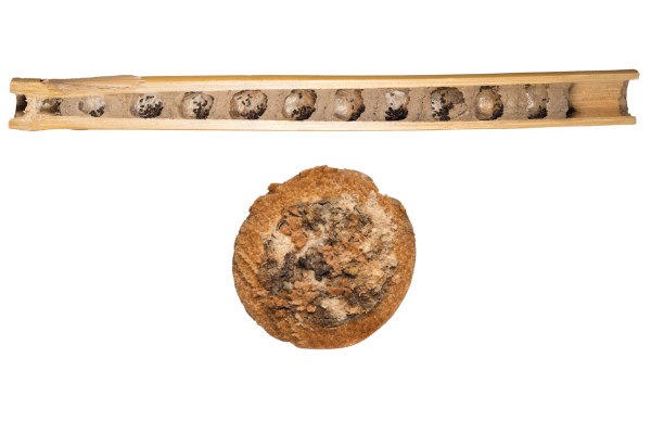 Wildbienen in der Schweiz: Nest und Nistverschluss von Natterkopf-Mauerbiene  (Hoplitis adunca)