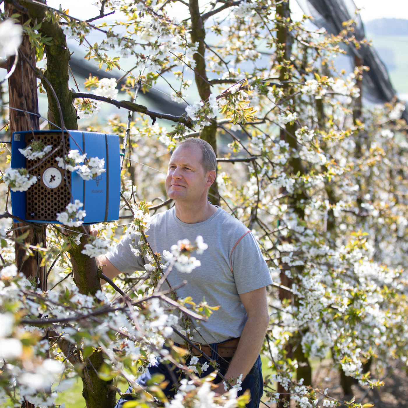 Osmipro, professionelle Bestäubung bei Obstbauern mit Schweizer Mauerbienen, Kritik Wildbiene und Partner von wildbee.ch