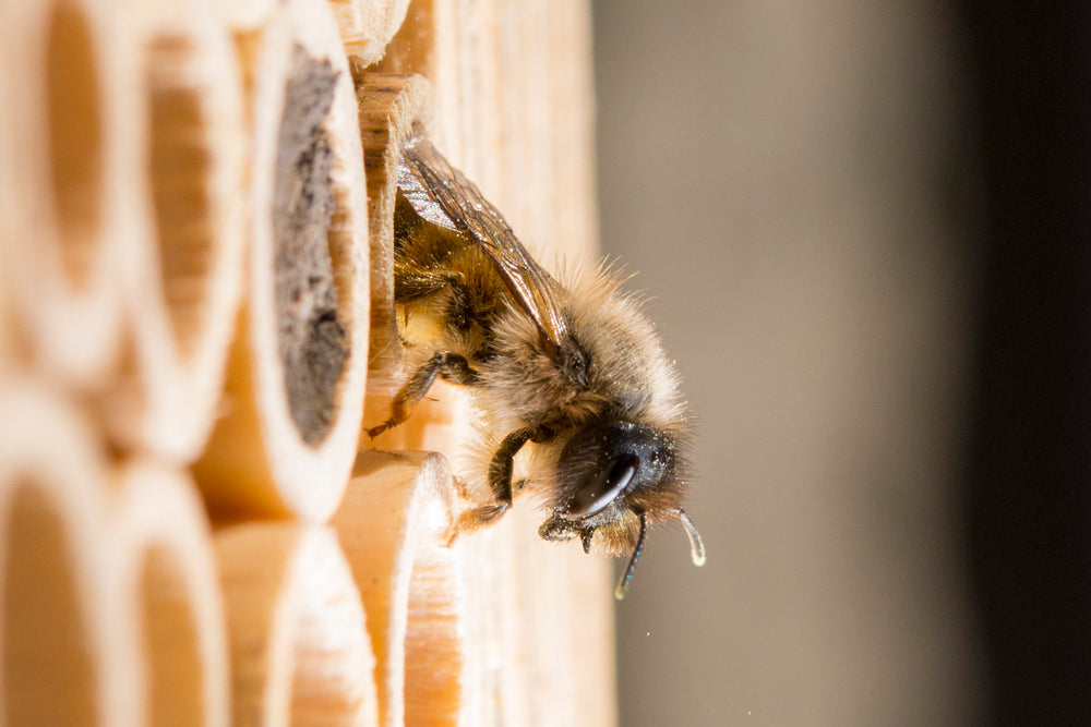 Abeille sauvage : Osmie rousse – Wildbiene + Partner AG