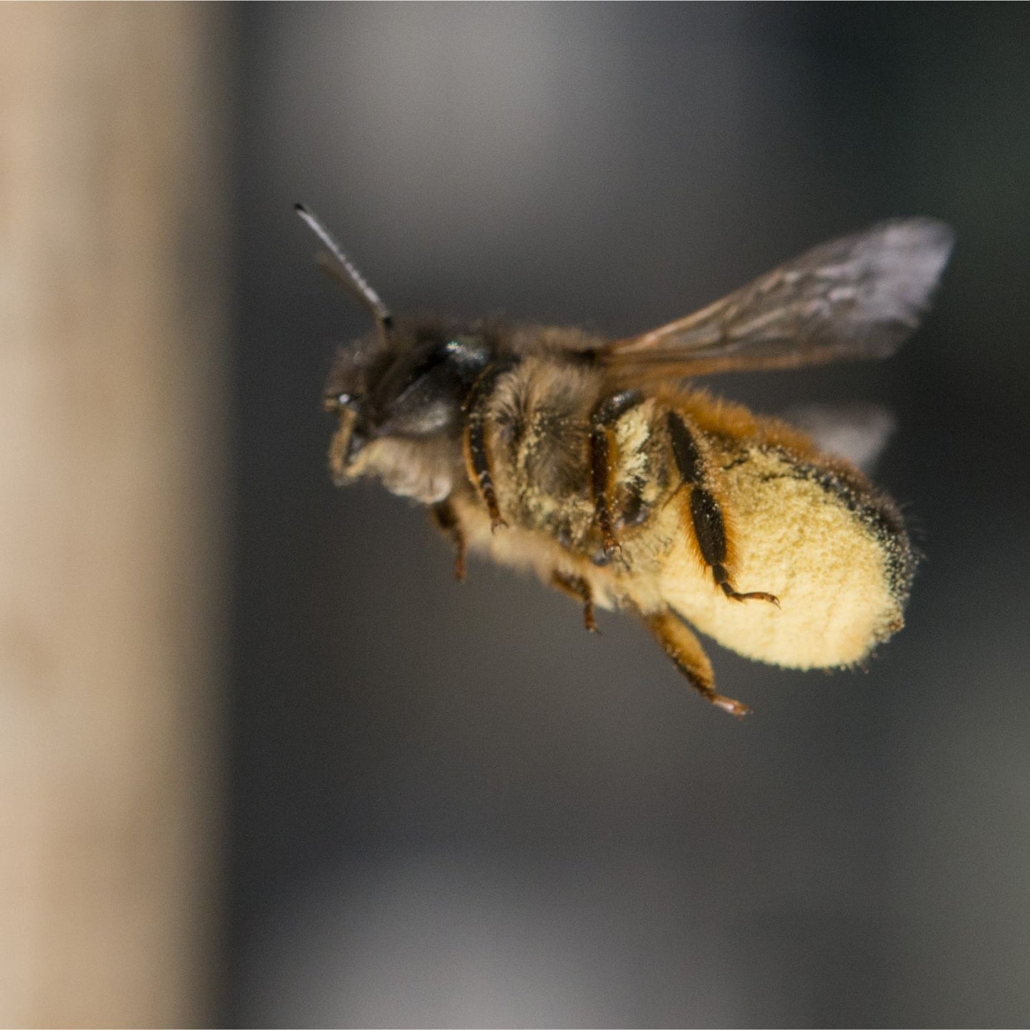 
                  
                    Bon pour des cocons d'abeilles maçonnes
                  
                