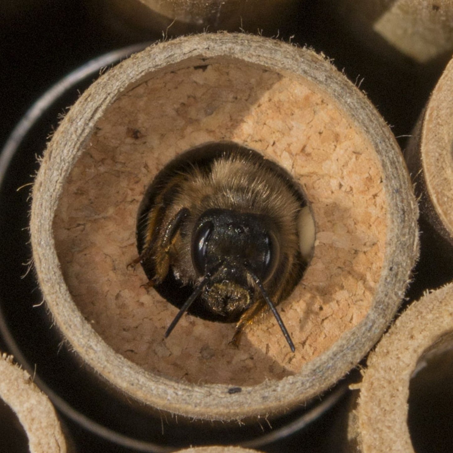 
                  
                    Cocons d’abeilles maçonnes – abeille maçonne rousse
                  
                