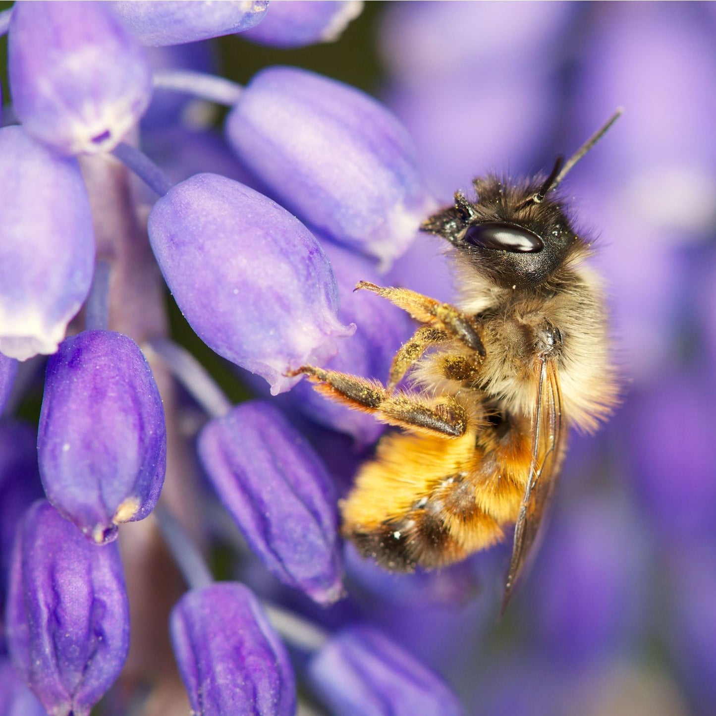 
                  
                    Cocons d’abeilles maçonnes – abeille maçonne rousse
                  
                