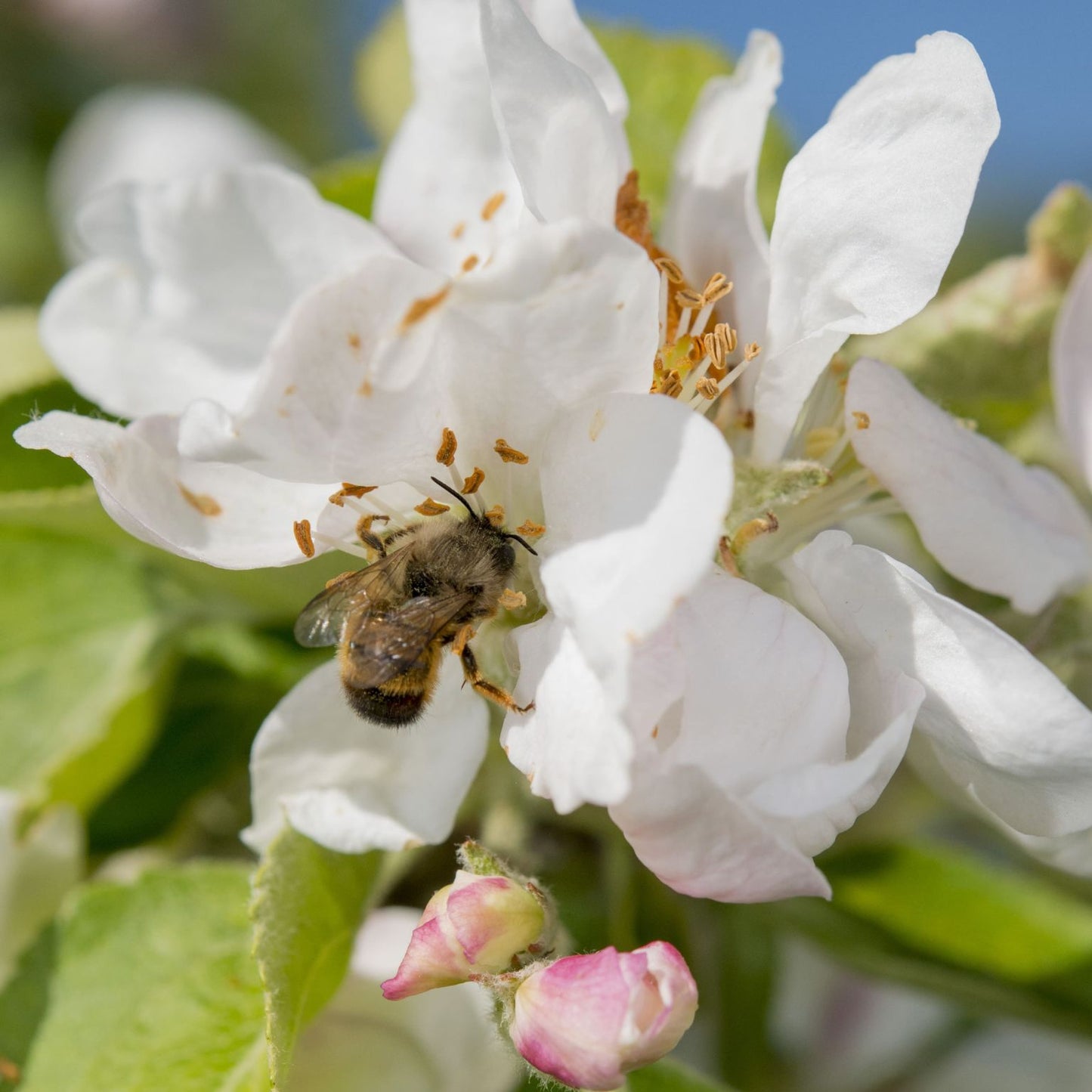 
                  
                    Bon pour des cocons d'abeilles maçonnes
                  
                