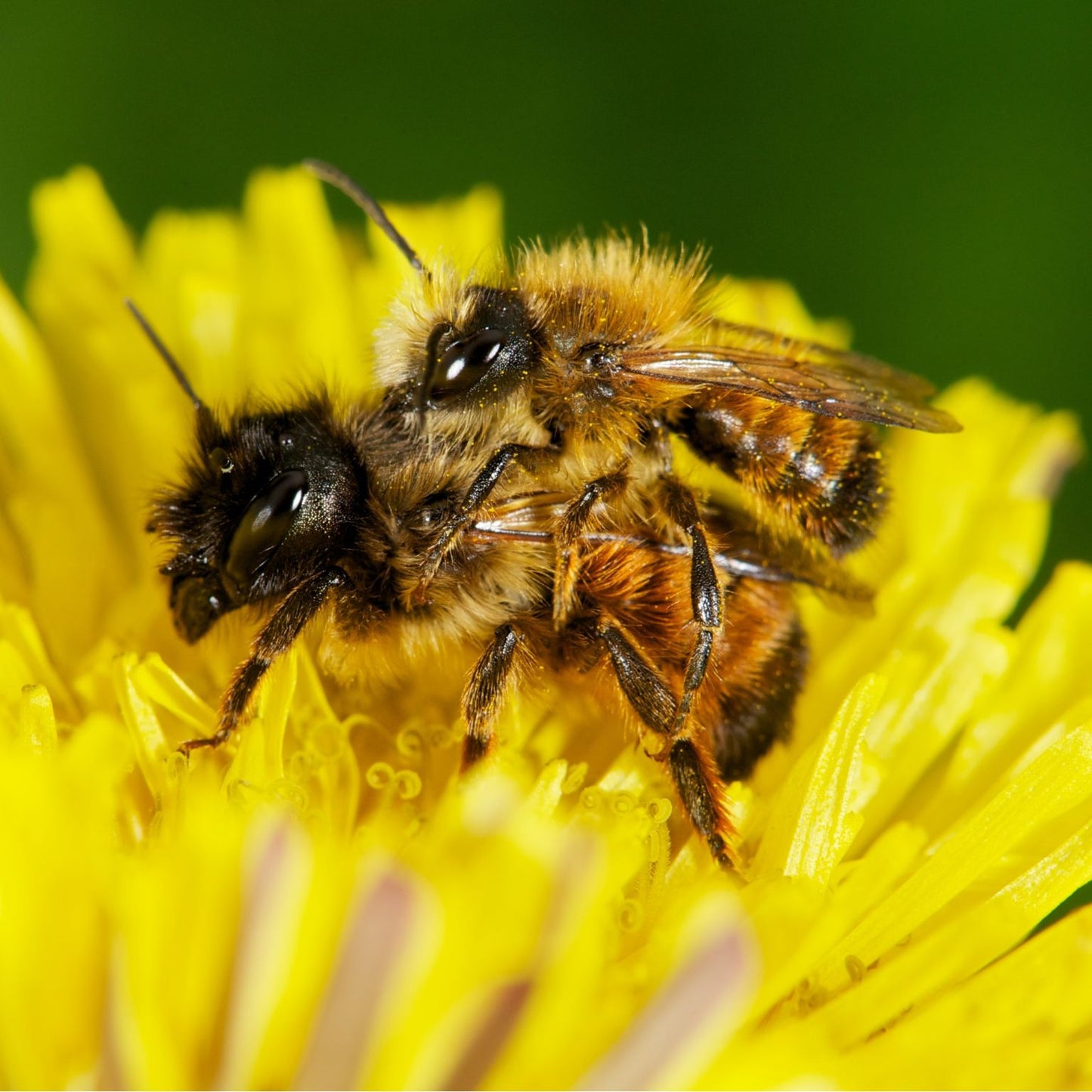 
                  
                    Cocons d’abeilles maçonnes – abeille maçonne rousse
                  
                