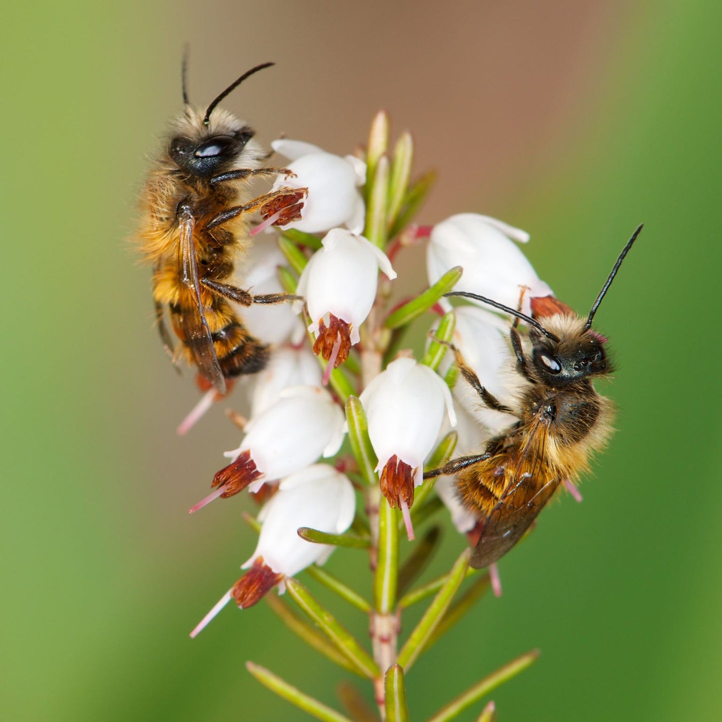 
                  
                    Cocons d’abeilles maçonnes – abeille maçonne rousse
                  
                