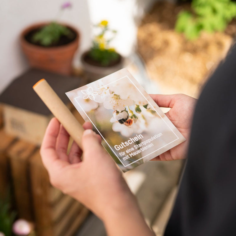 Cocons d’abeilles maçonnes – abeille maçonne rousse