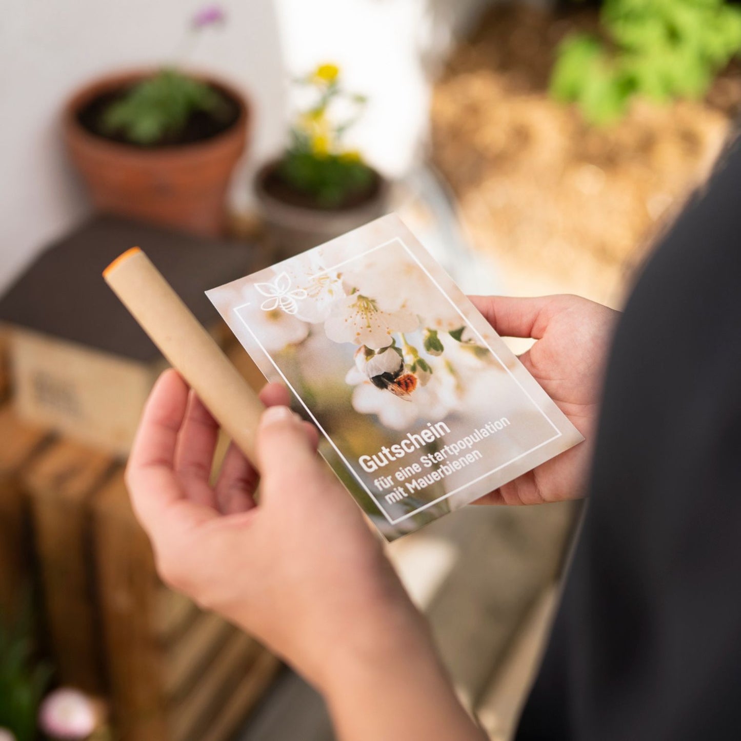 
                  
                    Cocons d’abeilles maçonnes – abeille maçonne rousse
                  
                