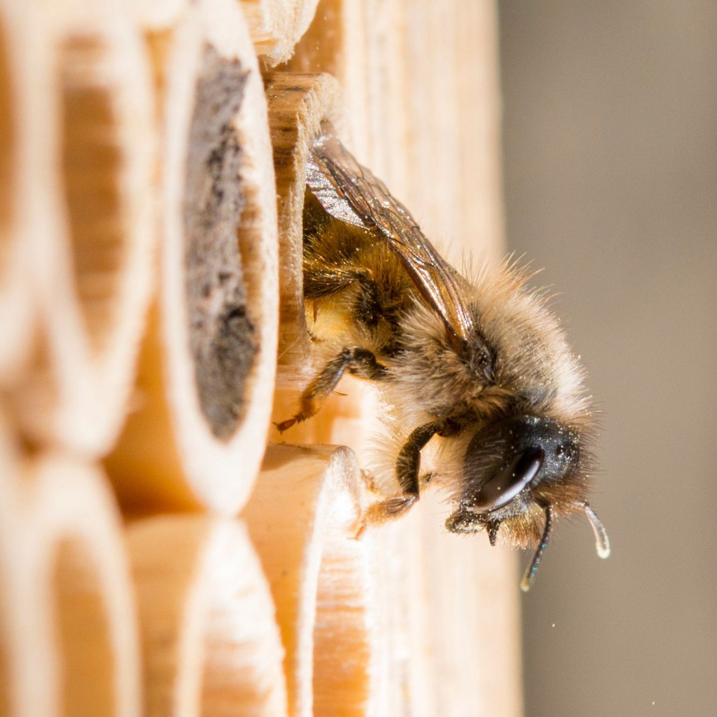 
                  
                    Bon pour des cocons d'abeilles maçonnes
                  
                