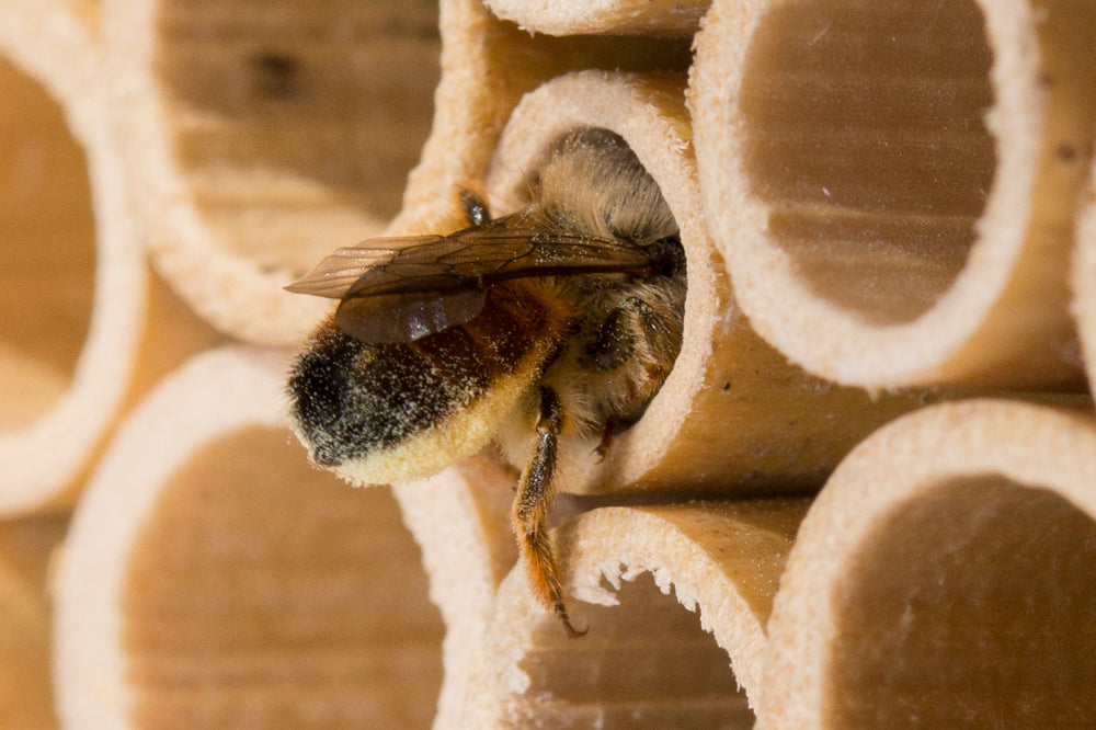 Abeille sauvage : Osmie rousse – Wildbiene + Partner AG