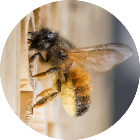 Abeille maçonne rouillée