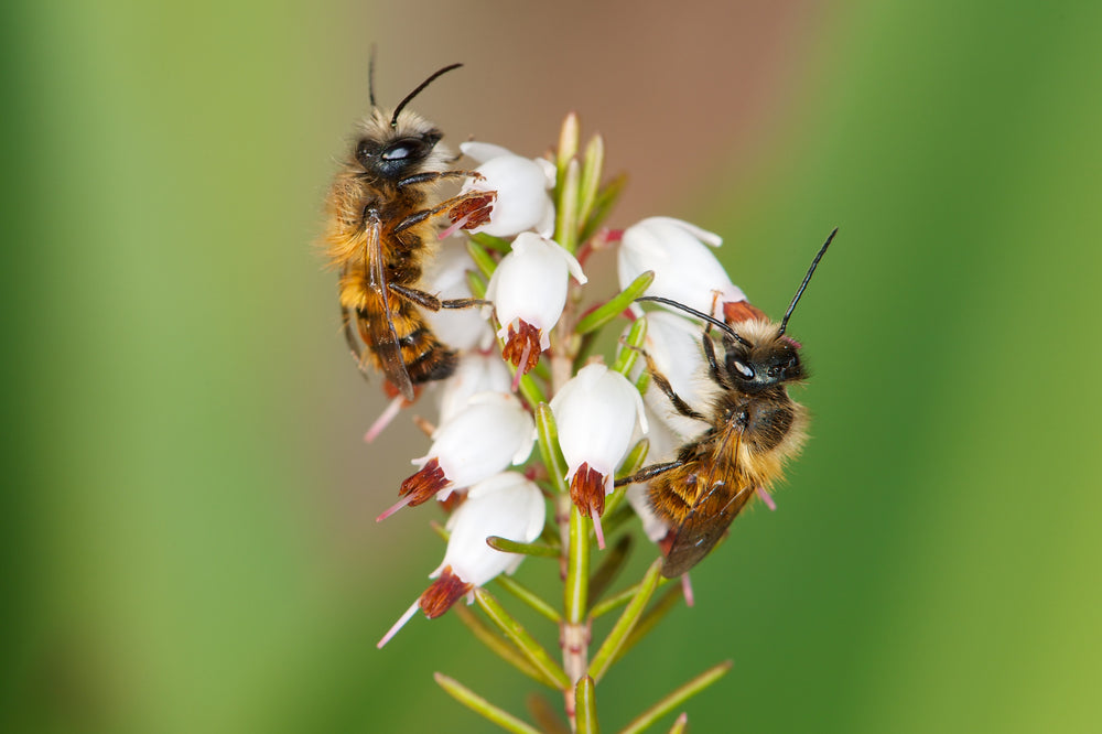 Abeille sauvage : Osmie rousse – Wildbiene + Partner AG