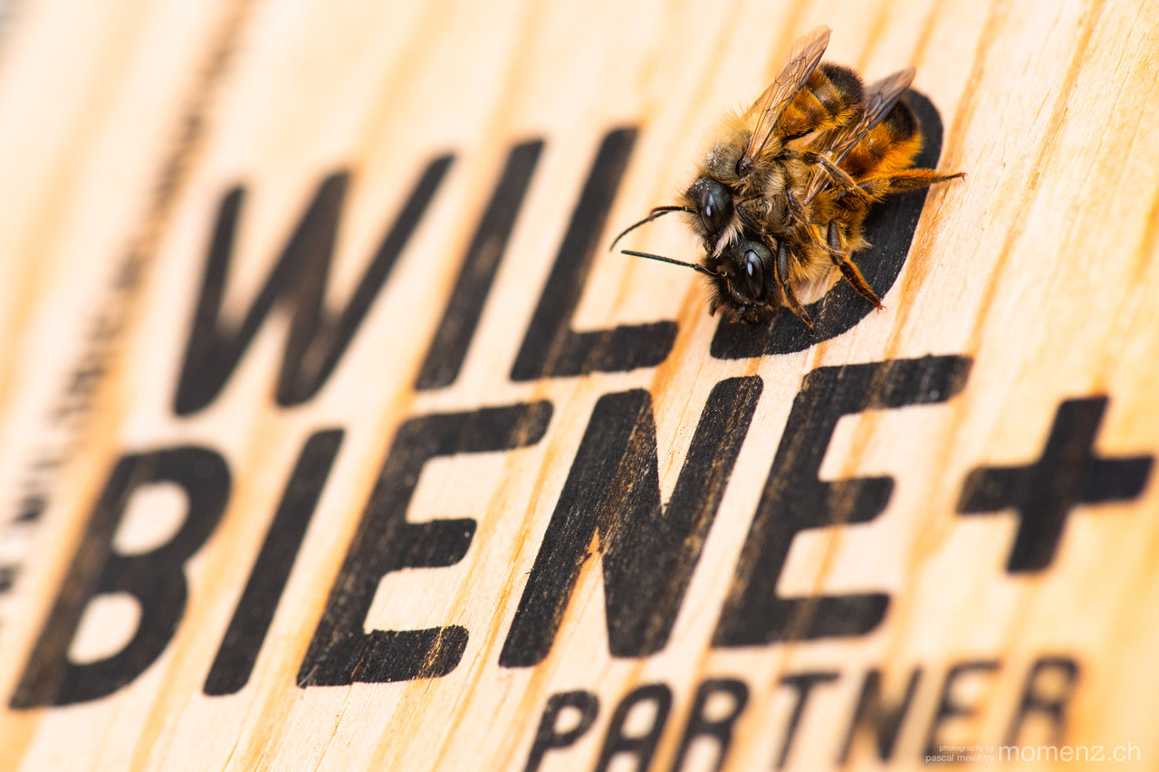 Wildbiene + Partner AG