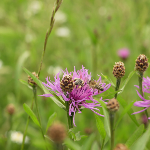 
                  
                    Lot de 3 mélanges de graines pour abeilles sauvages
                  
                
