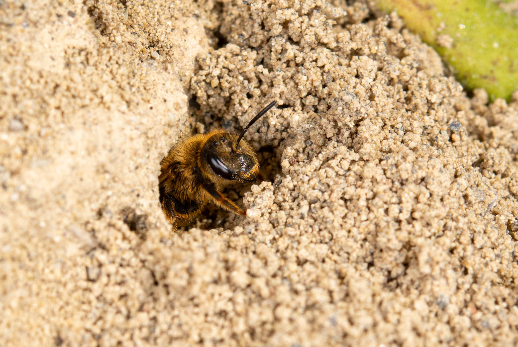 Wildbiene + Partner AG