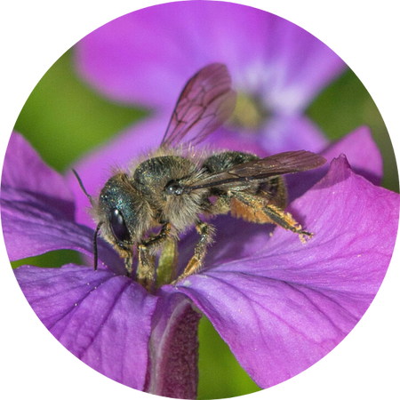 Abeille maçonne de Schoterich