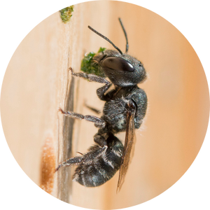 Abeille maçonne bleu acier