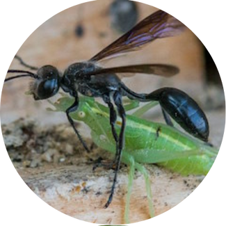 Der Stahlblaue Grillenjäger (Isodontia mexicana) ist eine harmlose Solitärwespe, die sich von kleinen Heupferdchen ernährt.