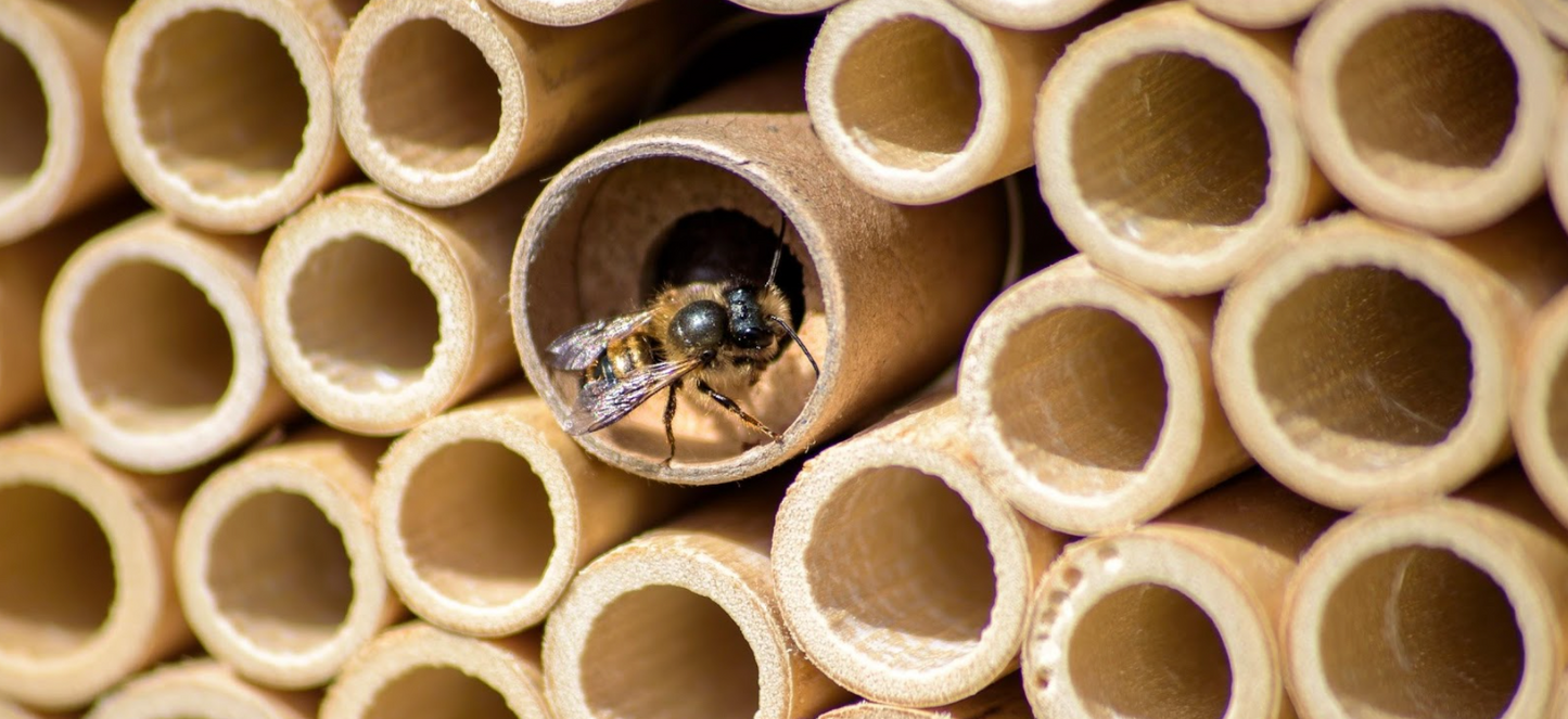 Wildbiene + Partner AG