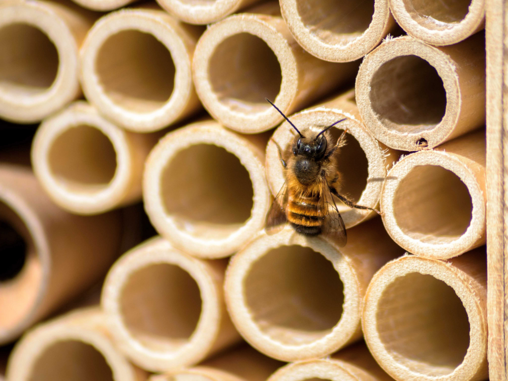 Mauerbiene an BeeHome Bienenhotel, Kritik Wildbiene und Partner von wildbee.ch