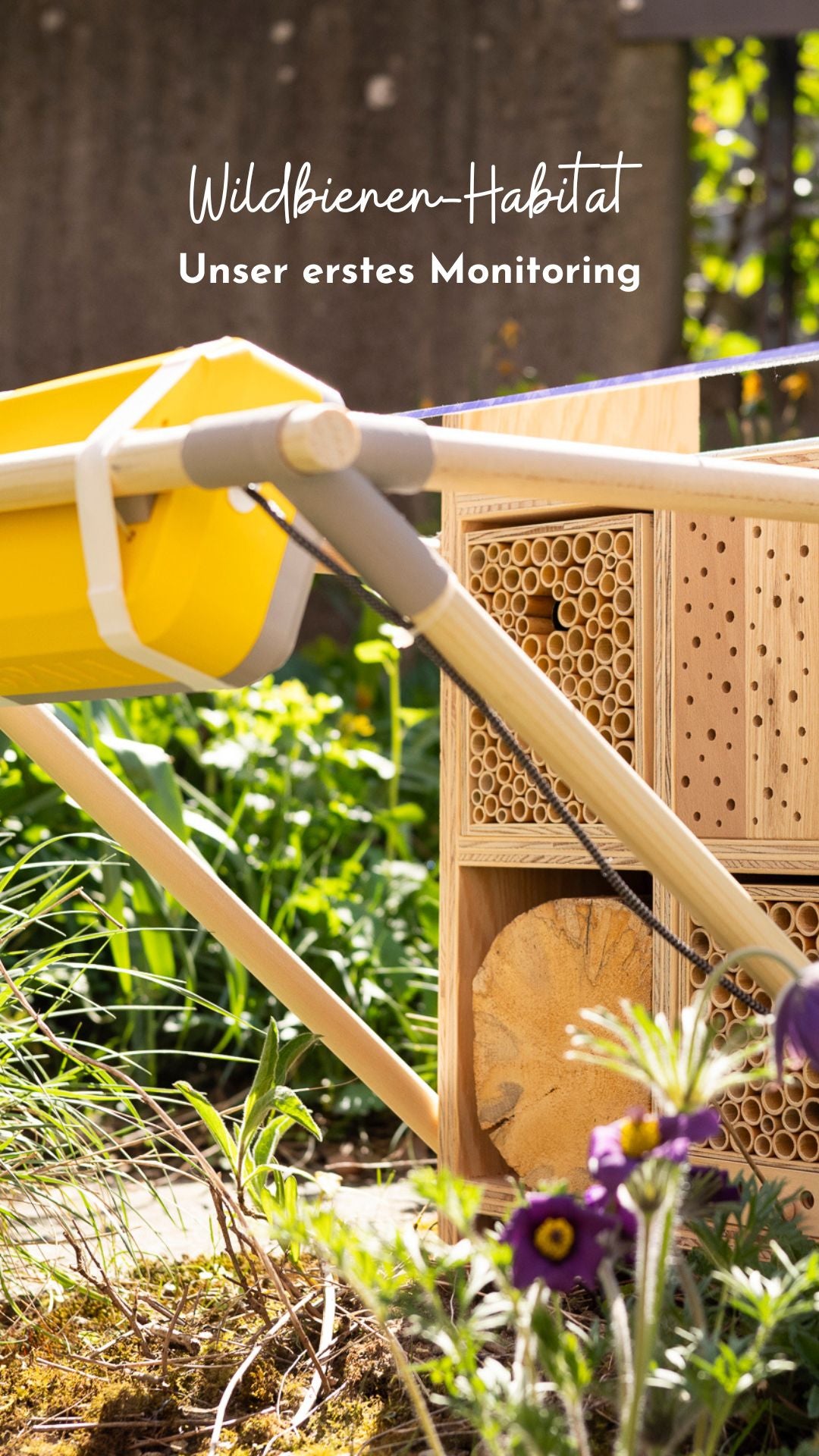 Suivi des abeilles sauvages