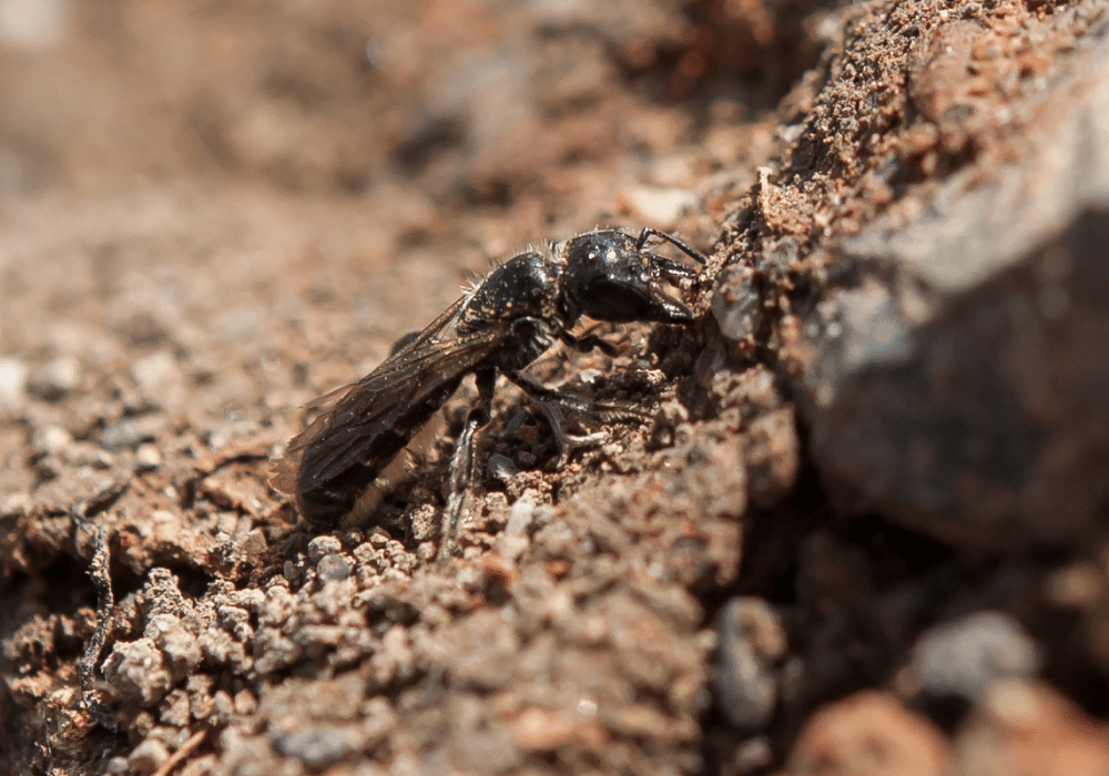Wildbienen in der Schweiz: die Wildbiene Blumenglocken-Scherenbiene sammeln kleine Steinchen