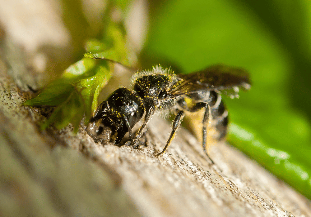 Eine der Wildbienen in der Schweiz: die Glockenblumen-Scherenbiene - Wildbienen in der Schweiz