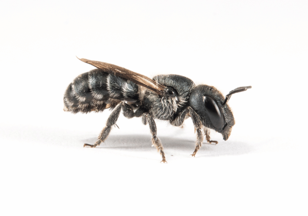 Wildbienen in der Schweiz: Die Stahlblaue Mauerbiene  (Osmia caerulescens)
