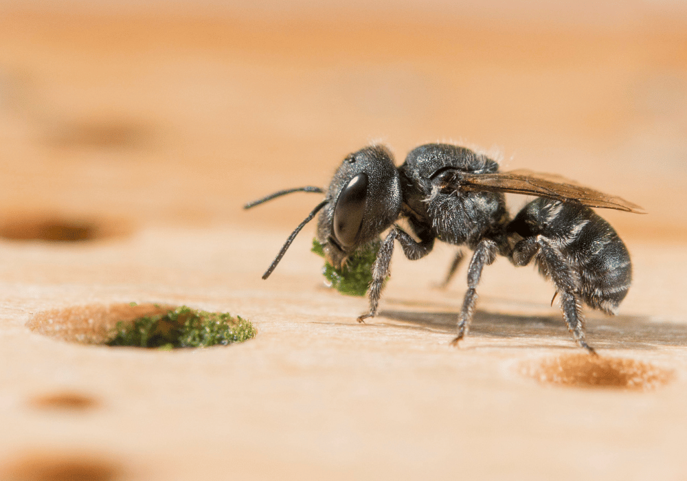 Wildbienen in der Schweiz: Die Stahlblalue Mauerbiene (Osmia caerulescens) am Nest.