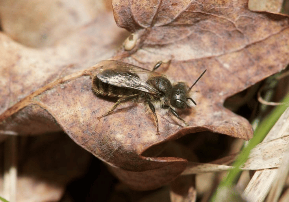 Wildbienen in der Schweiz: Die Zweifarbige Schneckenhausbiene (Osmia Bicolor) auf Laub.