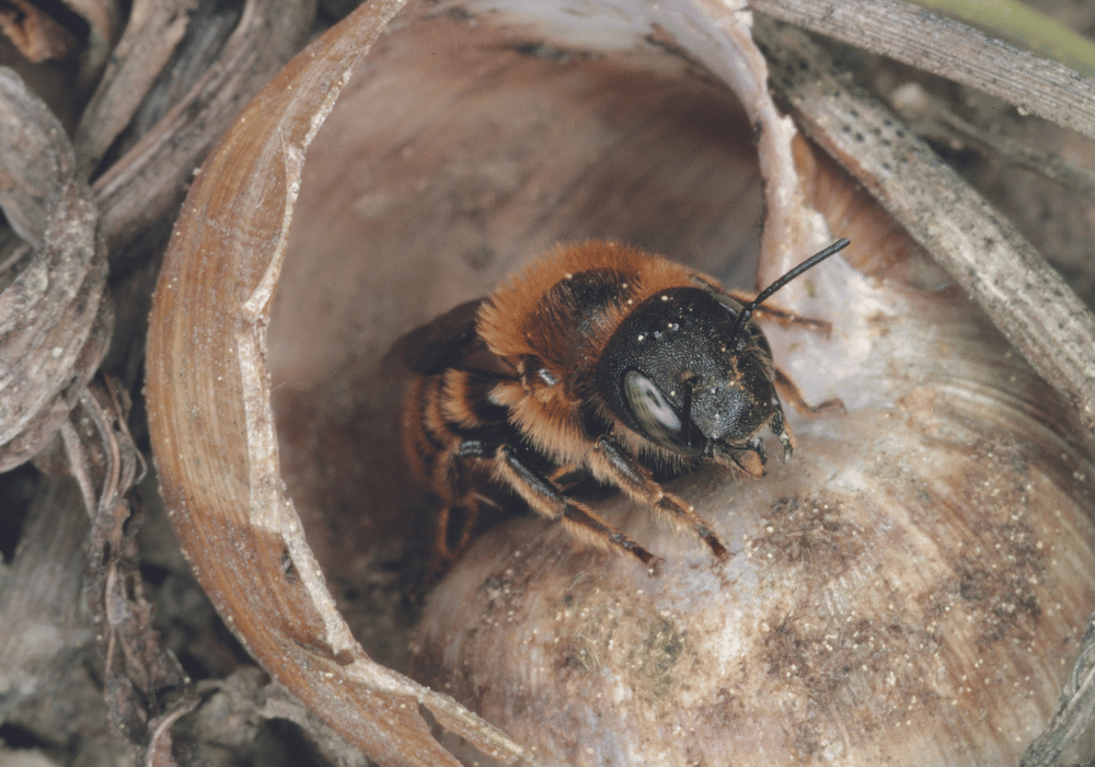 Wildbienen in der Schweiz: Die Zweifarbige Schneckenhausbiene (Osmia Bicolor) auf Schneckenhaus.